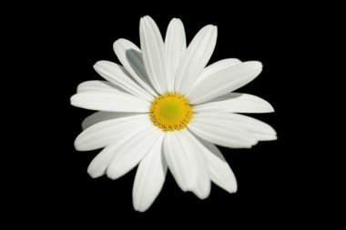 Papatya siyah arkaplanda izole edildi