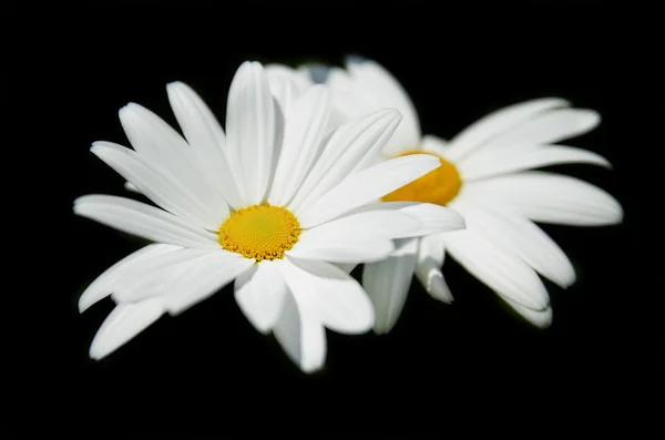 Papatya siyah arkaplanda izole edildi