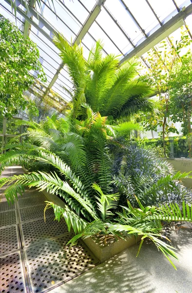 Plantas tropicales en un invernadero en el jardín botánico, Madrid, España . — Foto de Stock