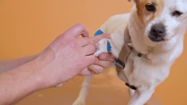 Egy állatorvos intravénás katétert tesz egy kutya mancsába az állatorvosi klinikán.. — Stock videók