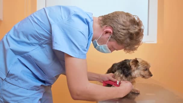 Tierarzt Und Pfotenverband Für Hunde Tierkrankenhaus Nahaufnahme Hochwertiges Filmmaterial — Stockvideo