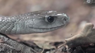Kara Mamba yılanına yaklaş. Dendroaspis polilepis.