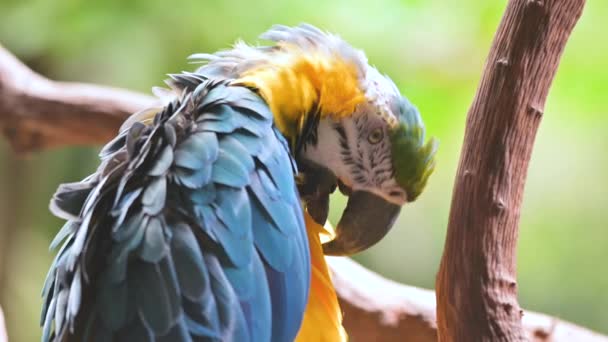 Nahaufnahme von blauem und gelbem Gold Ara in tropischem Baum. — Stockvideo