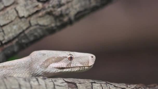 Gros plan d'un serpent Python dans la nature. — Video