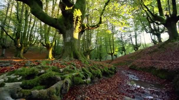 Colorido otoño en el bosque de hayas Otzarreta, Parque Natural de Gorbea, País Vasco, España. — Vídeo de stock
