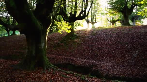 Outono colorido na floresta de faia Otzarreta, Parque Natural da Gorbea, País Basco, Espanha. — Vídeo de Stock