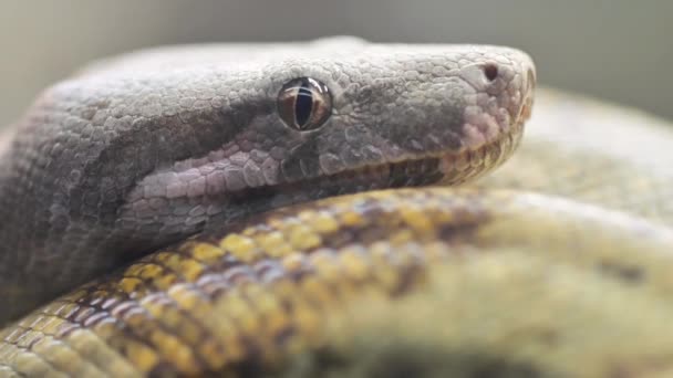Närbild av en Python orm i det vilda. — Stockvideo
