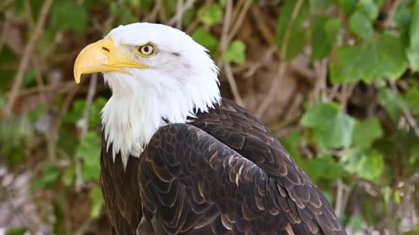 Close-up shot of an America bald eagle. — Stock Video