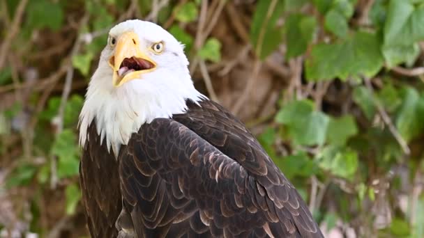 Närbild skott av en Amerika skallig örn. — Stockvideo