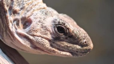 Büyük bir kertenkelenin yakın görüntüsü