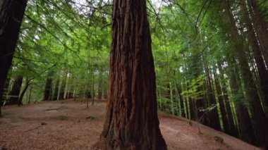 Sekoya ormanında dev sekoyalar