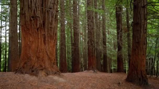 Séquoias géants dans la forêt de séquoias — Video
