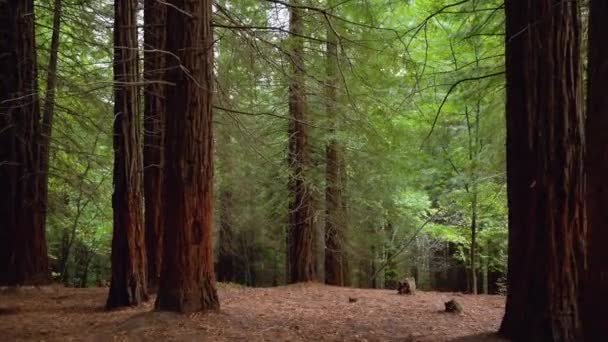 红杉林中的巨大红杉 — 图库视频影像