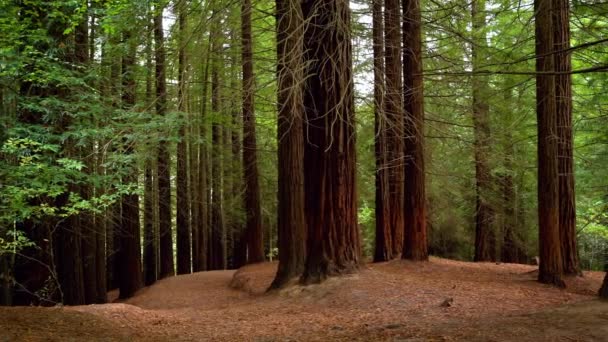 レッドウッドの森の巨大なセコイアは — ストック動画