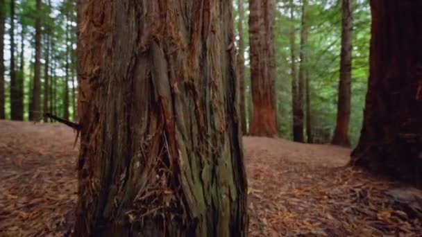 Gros plan du tronc d'un séquoia séquoia. — Video