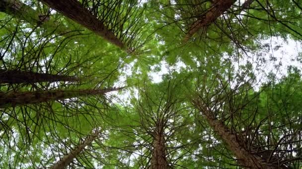 A fák tetejének megtekintése, a kamera körforgása. — Stock videók