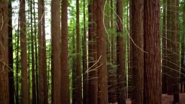 Cabezon de la Sal 'deki Redwood Ormanı, Cantabria, İspanya. — Stok video