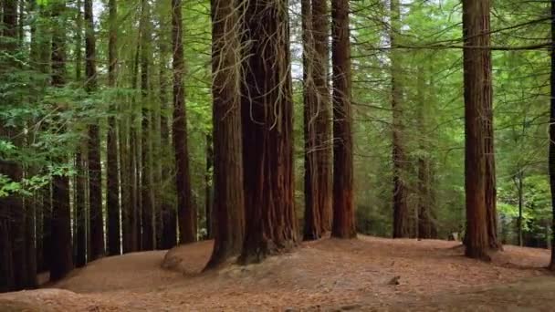 Redwood forest in Cabezon de la Sal, Cantabria, Spain. — Stock Video