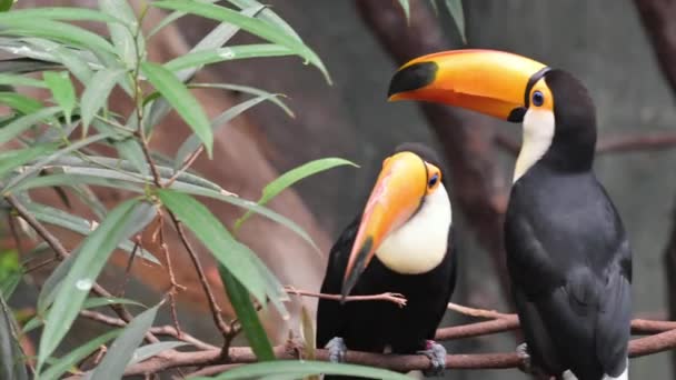 Pájaro tucán en zoológico — Vídeos de Stock