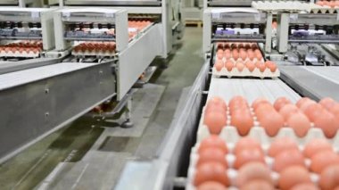 Kümes hayvanları endüstrisinde yumurta paketleme.