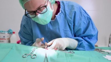 Bir veteriner kliniğinin ameliyathanesinde kadın veteriner cerrahı. Klinikte veteriner ameliyatı yapıyor. İlaç, hayvan, hayvan, sağlık ve insan konsepti.
