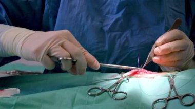 Bir veteriner kliniğinin ameliyathanesinde kadın veteriner cerrahı. Klinikte veteriner ameliyatı yapıyor. İlaç, hayvan, hayvan, sağlık ve insan konsepti.