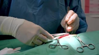 Bir veteriner kliniğinin ameliyathanesinde kadın veteriner cerrahı. Klinikte veteriner ameliyatı yapıyor. İlaç, hayvan, hayvan, sağlık ve insan konsepti.