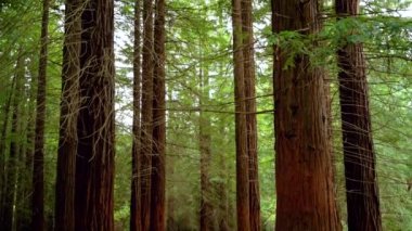 Sekoya ormanındaki dev sekoyalar. Yüksek kalite 4k görüntü