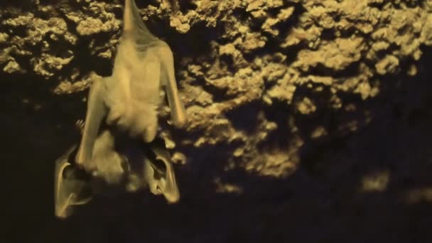 Netopýři sedí na stěně jeskyně. — Stock video