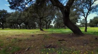 Quercus ilex 'te uçuyor, İspanya Extremadura' daki holm meşe ormanı,