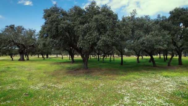 Voler dans Quercus ilex, forêt de chênes verts en Estrémadure, Espagne — Video