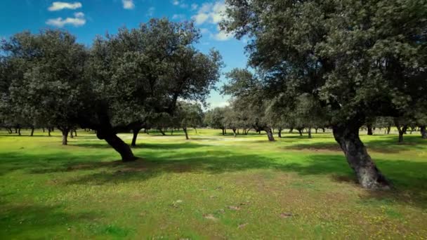 Flygning i Quercus ilex, Stockholms ekskog i Extremadura, Spanien — Stockvideo