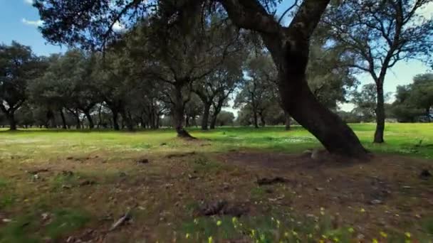 Voler dans Quercus ilex, forêt de chênes verts en Estrémadure, Espagne — Video