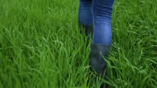 緑の小麦畑を歩いてゴムブーツで農家の閉鎖. — ストック動画