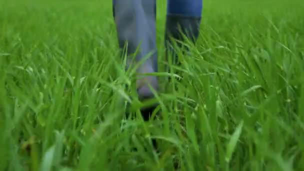 Zbliżenie rolnika w gumowych butach spacerujących po zielonym polu pszenicy. — Wideo stockowe