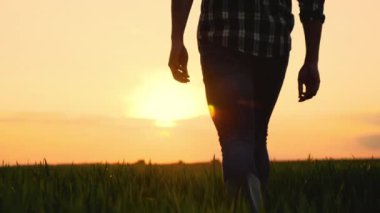 Çiftçi Günbatımında Tarım Alanında Yürüyor