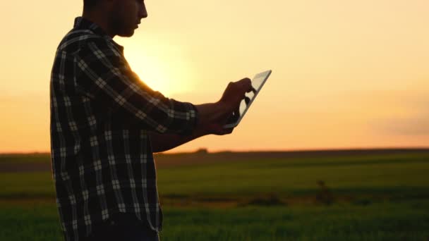 Landwirt Agronom im Weizenfeld bei Sonnenuntergang mit digitalem Tablet. Agronom mit Tablette in der Hand. Landwirt überprüft landwirtschaftliche Produktivität. — Stockvideo