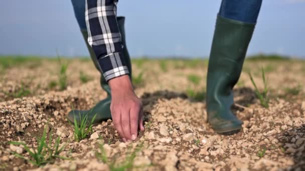 Mężczyzna Dotyka Ziemi Polu Ekspercka Ręka Rolnika Sprawdzająca Stan Gleby — Wideo stockowe