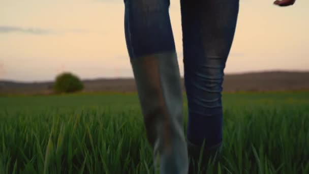 Sunset Tarım Tarlasında Çiftçi Yürüyüşü Yüksek Kalite Görüntü — Stok video