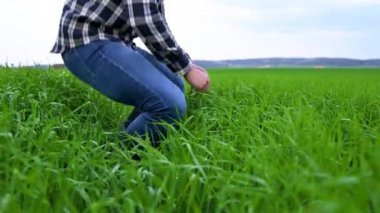 Erkek çiftçi yeşil buğday tarlasına dokunuyor. Yüksek kalite 4k görüntü