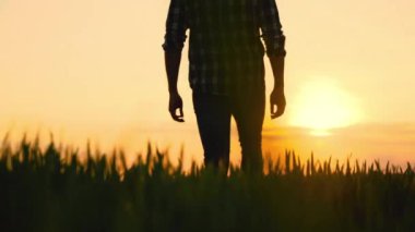 Sunset 'te Tarım Tarlasında Çiftçi Yürüyüşü. Yüksek kalite 4k görüntü