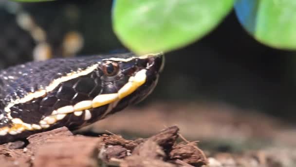 Vista Perto Uma Serpente Negra Venenosa Imagens Alta Qualidade — Vídeo de Stock