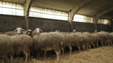 Koyun Çiftliği, Koyun Sürüsü Ahırda. Yüksek kalite 4k görüntü