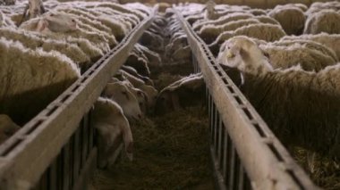 Kulübede saman yiyen koyunlar. Evcil hayvanlar ahırda besleniyor. Sığır yemi konsepti. Çiftlik hayvanları. Yüksek kalite 4k görüntü