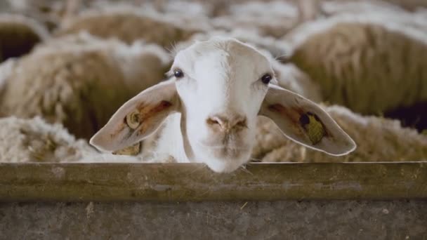 在马厩里靠近一只羊 看着相机 高质量的4K镜头 — 图库视频影像
