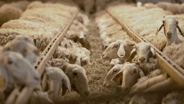 Sheep Eating Hay Shed Domestic Animals Feeding Stable Cattle Feed — Stockvideo