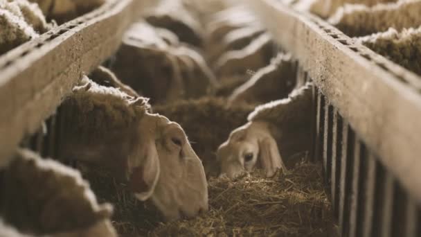 Sheep Eating Hay Shed Domestic Animals Feeding Stable Cattle Feed — Stock Video