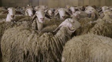 Koyun sürüsü ahırda. Yüksek kalite 4k görüntü