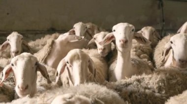 Koyun sürüsü ahırda. Yüksek kalite 4k görüntü