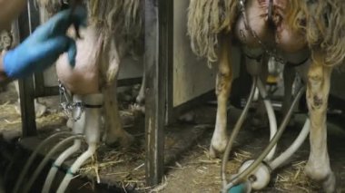 Süt çiftliğinde koyun sağmak. Yüksek kalite 4k görüntü